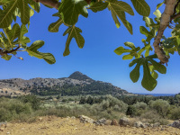 standing under a fig tree with a nice view to the tsambika mountain unter blue sky on rhodes