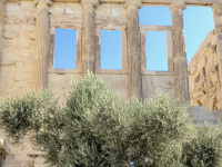 a light green olive tree is standing in front of a temple on the acropolis in athens