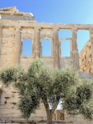 a light green olive tree is standing in front of a temple on the acropolis in athens
