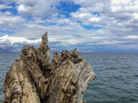 grey dead wood from a tree in front of the gulf of corinth in diakopto with a blue sky with clowds