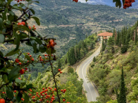 through a bush of rosehips you see a curvy street that leads to the mega spileo near kalavrita