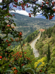 through a bush of rosehips you see a curvy street that leads to the mega spileo near kalavrita