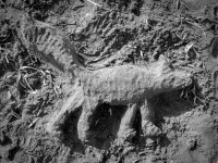 a cat ist builded with sand like a relief on the beach near kalavarda on rhodes, black-and-white