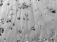natural flotsam like stones and seaweed are laying at the beach near kalavarda on rhodes, black-and-white