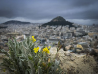 in front is a plant with yello blossoms and in the background is the lykabettus in athens