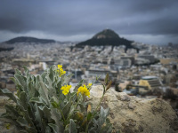 in front is a plant with yello blossoms and in the background is the lykabettus in athens