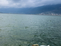 in the front is a swan swimming in the lake pamvotida in ioannina, in the background are mountains and a clowdy sky