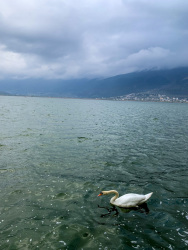 in the front is a swan swimming in the lake pamvotida in ioannina, in the background are mountains and a clowdy sky