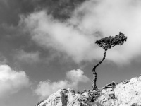 a little pine is standing on a stone rock in monolithos on rhodes, in the background you see clowds, black-and-white