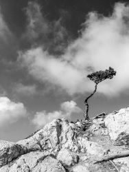 a little pine is standing on a stone rock in monolithos on rhodes, in the background you see clowds, black-and-white