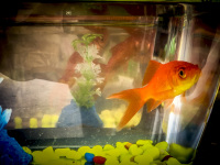a goldfish in a small plastic box is for sale in kremasti on rhodes