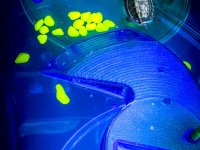 a small waterturtle in a blue plastic box is for sale in kremasti on rhodes