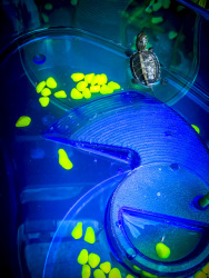 a small waterturtle in a blue plastic box is for sale in kremasti on rhodes