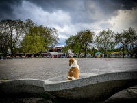 a little white-brown dog is sitting on a cement sculpture at a big place in ioannina