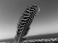 a black-white feather in front of the sky in filermos on rhodes, black-and-white