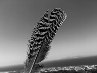 a black-white feather in front of the sky in filermos on rhodes, black-and-white