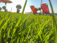 behind big green grass are standing two red beach chairs near kamiros on rhodes
