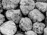a dozen sponges are saled in rhodes city , black-and-white