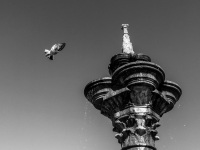 a pigeon is just flying to the top of a fountain in rhodes city, black-and-white