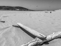 dead wood at the sandy beach of prasonisi on rhodes, in the distance you see kitesurfer, black-and-white