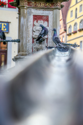 interested look from two pigeons, which are sitting on a fountain in rothenburg ob der tauber in germany