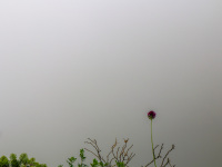 little grasses and flowers in a foggy landscape at the  mountain titano in san marino in italy