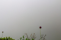 little grasses and flowers in a foggy landscape at the  mountain titano in san marino in italy
