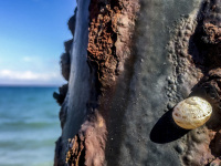 a little bright snail is sitting on a rosted lamppost in front of the blue gulf of corinth in diakopto
