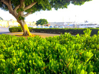 green sea fig and a big tree early in the morning at the harbor in rhodes city