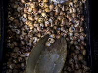 a ladle ist laying in a box full of snails, where are selling for eat at the central market in athens
