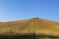 an agriculture landscape with a yellow grain hill and a blue sky in puglia in italy