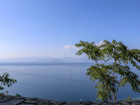 a gren tree in front of the blue gulf of corinth and in the background you see the mountains of the greek mainland