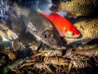 crayfishes and carps are offering for lunch in aquarium of a restaurant on the island in ioannina