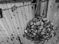 in rhodes city a net full of snales are hanging on a market for sale, black-and-white