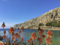 red desert lilies in front of the tourquoise sea in the bay of gerolimenas