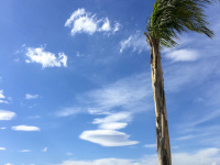 a blowing by the wind palm, funny clowds at the blue sky and turquoise sea is surrounding of the fort bourtzi in nafplio in greece