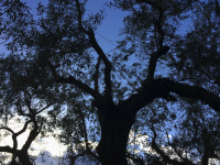 in front of a dark blue evening lightning sky you see the black silhouette of a big olive tree in diakopto in greece