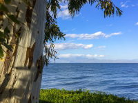 next to the trunk of a eucalyptus tree you see the blu gulf of corinth, the blue sky and green sea fig