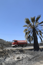 along the mainstreet on rhodes near gennadi you see burned earth, a palm and a passing fire engine