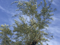 an olive tree with light green and white shimmering foliage in front of a light blue sky in diakopto