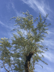 an olive tree with light green and white shimmering foliage in front of a light blue sky in diakopto