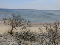 the colorless beach with burned trees in kiotari on rhodes at the fire in 2023