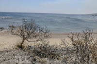 the colorless beach with burned trees in kiotari on rhodes at the fire in 2023