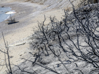 one parasol with sun chairs and burned trees at the colorless beach of kiotari on rhodes at the fire in 2023