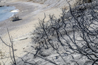 one parasol with sun chairs and burned trees at the colorless beach of kiotari on rhodes at the fire in 2023