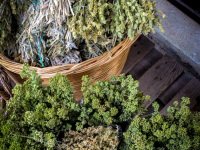 different sorts of green mountain teas are selling in a basket at the street in kalavrita