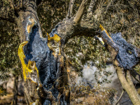 a from inside burned olive tree near the village apollona on rhodes, where was a big fire in 2023