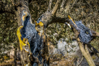 a from inside burned olive tree near the village apollona on rhodes, where was a big fire in 2023