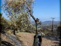 near the village apollona on rhodes is standing a olive tree, which burned from inside at the big fire in 2023