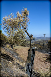 near the village apollona on rhodes is standing a olive tree, which burned from inside at the big fire in 2023
